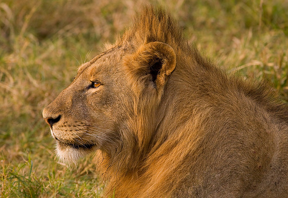 Ngorogoro Crater - Lion at Sunrise