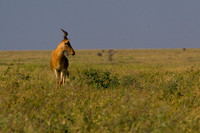 Serengeti - Watching