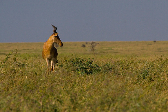 Serengeti - Watching