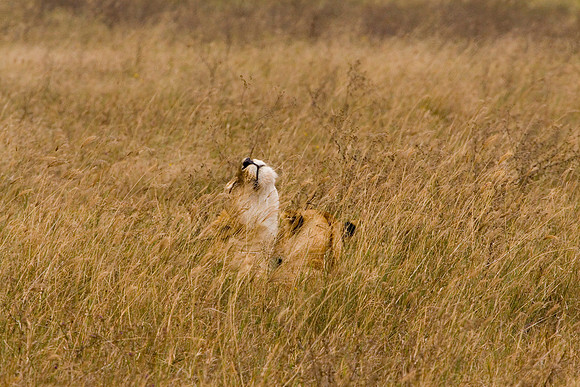 Ngorogoro Crater - Bonding