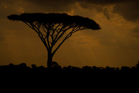 Serengeti - Acacia at Sunset
