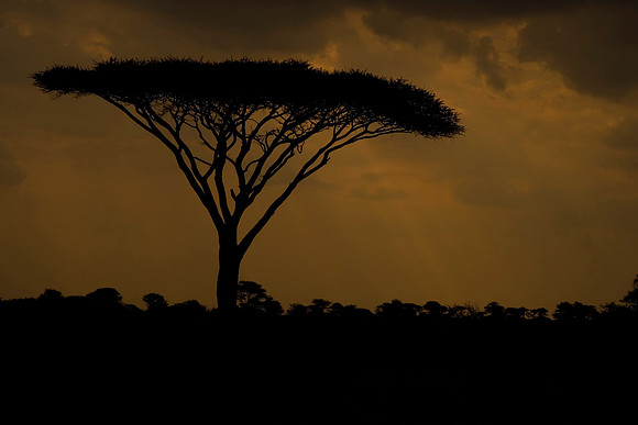 Serengeti - Acacia at Sunset