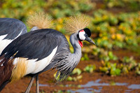 Crowned Crane