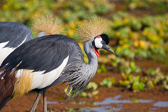 Crowned Crane