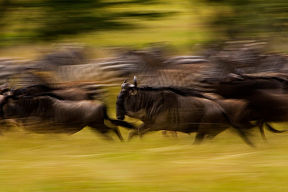 Migration In Motion