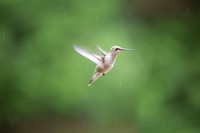 Wildlife