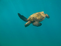 Maui - Turtle