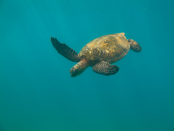 Maui - Turtle